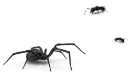 Layer with spiders and ants in header mobile 1 Black spiders and ants illustrating pest control challenges for OBEX Pest Defense services in Denver, CO.