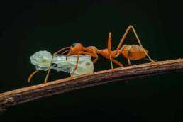 Ant colonies and their significance