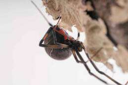 Close-up of a brown widow spider, highlighting its distinctive hourglass marking, against a neutral background, relevant to spider pest control and natural deterrence methods.