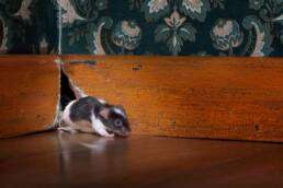 Improve Pest Control with Exclusion: 5 Easy Steps 4 Mouse exiting nesting hole in home