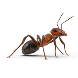 Ants in Colorado 3 Realistic illustration of an ant, symbolizing pest control focus for OBEX Pest Defense services in Colorado.