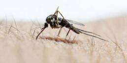 A Close-Up Look at a Female Mosquito Feeding in Highlands Ranch – See how mosquitoes draw blood, essential for their reproduction, impacting residents from Thornton to Brighton. 3 A Close-Up Look at a Female Mosquito Feeding in Highlands Ranch – See how mosquitoes draw blood, essential for their reproduction, impacting residents from Thornton to Brighton.