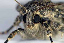 A close-up image of a Miller moth resting on a surface, showcasing its distinct features and markings.