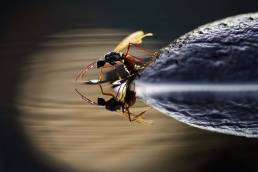 Flying ant drinking water close up
