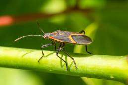 boxelderBugColorado uai
