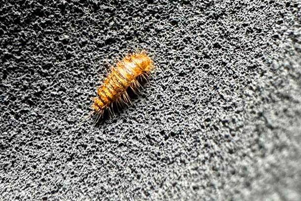 Carpet beetle larvae