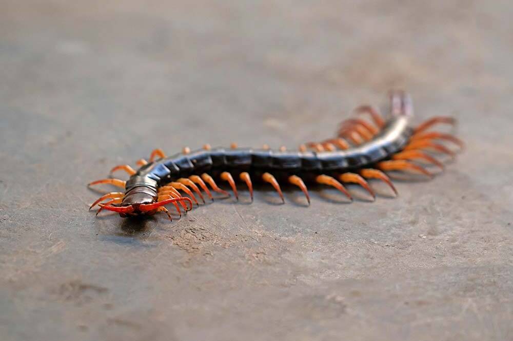 Centipedes in Colorado crawling on floor