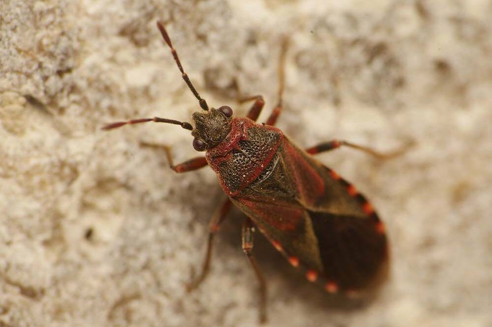Elm seed bug infestation close-up in Colorado