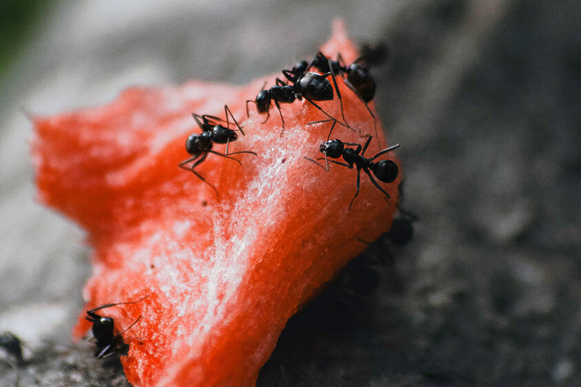Ants on watermelon ant control inside the home