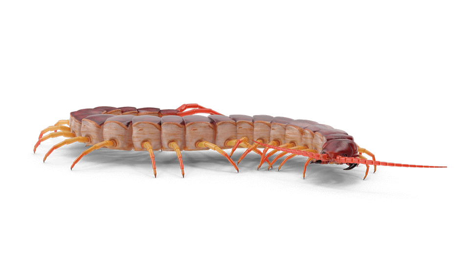 Arthropod close-up of centipede