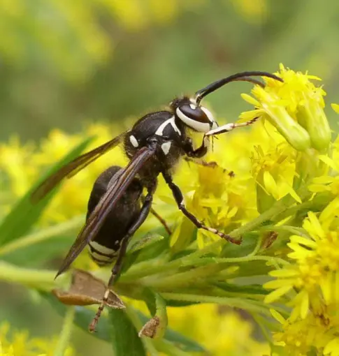 Bald-Faced Hornet perched on yellow flower, showcasing distinctive black and white coloration, relevant to pest control information in Colorado.