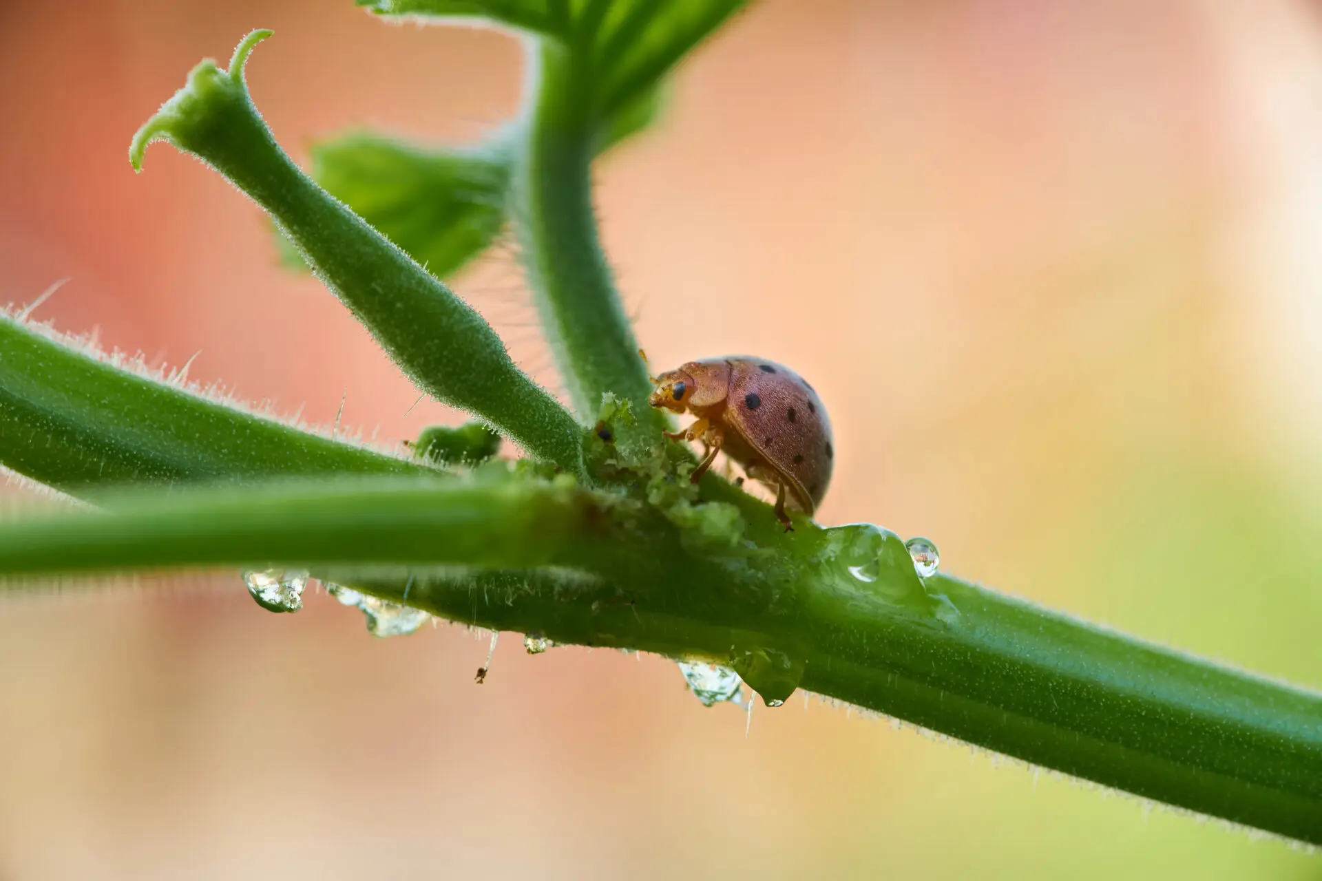 close up view of the ladybug on the plant 2023 11 27 05 10 57 utc