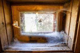 Spider behavior in Colorado increases the chances of seeing them inside