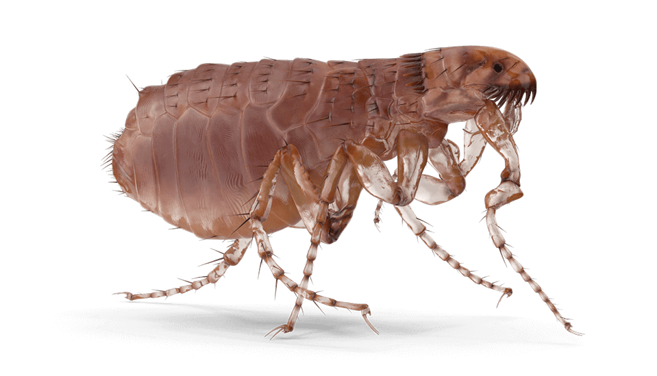 Up-close image of a flea