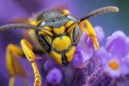 Unveiling the Secret Lives of Colorado Wasps: What to Expect This Fall 1 largeCloseUpwaspPurple uai