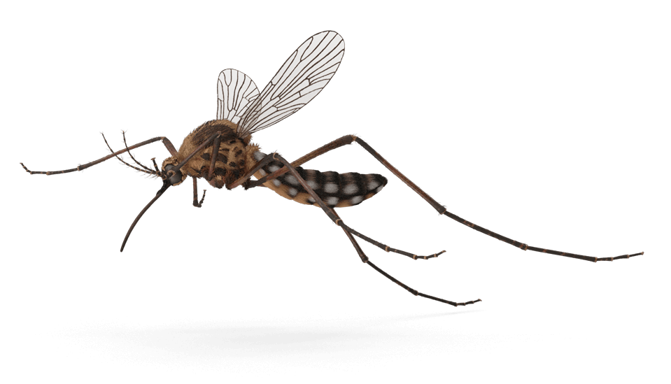 Close-up of a Colorado mosquito