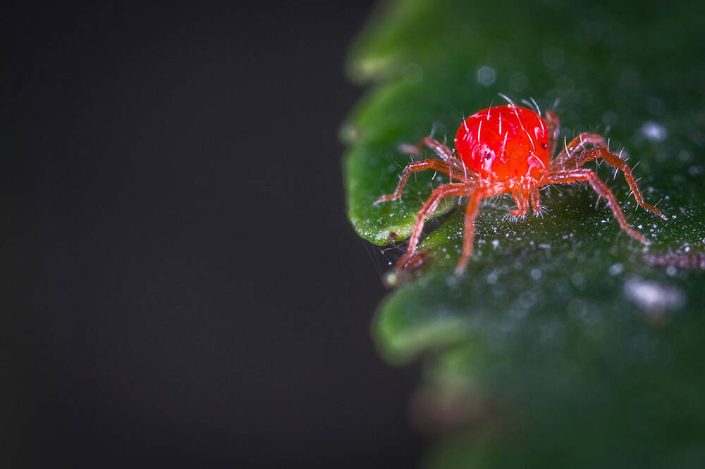A close-up image of spider mites in Colorado