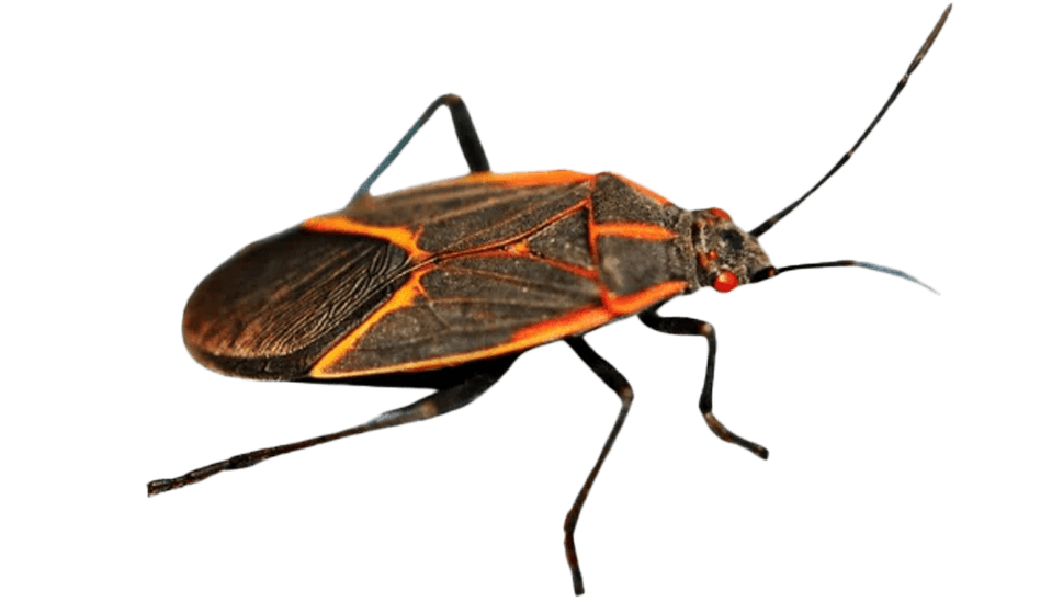 True bugs - up-close boxelder bug