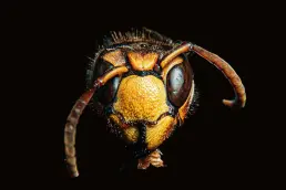 waspExtremeCloseup uai