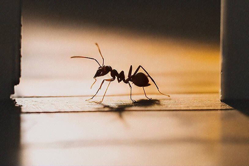 An ant standing in a doorway on how ants enter Colorado homes