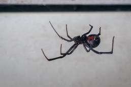 Black widow spider with distinctive red hourglass marking, highlighting pest control concerns in Colorado.