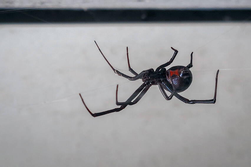 Black widow spider in Colorado crawling across web