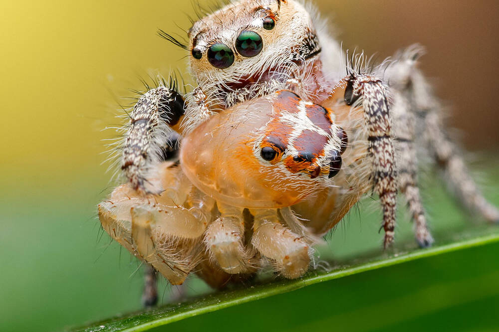 Brighton CO spider control jumping spider