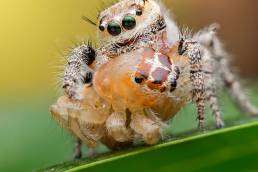 Close-up of a jumping spider, showcasing its distinct features and vibrant colors, relevant to pest control discussions in Brighton, Colorado.