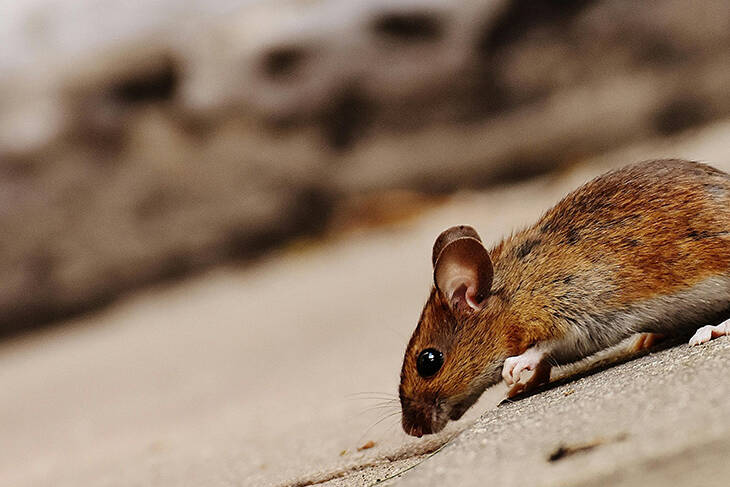 How to repel mice in Colorado homes, cars and businesses