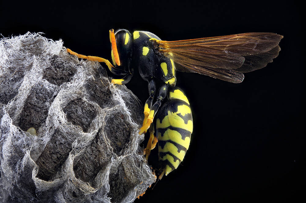 An up-close of a wasp after one-time wasp treatment