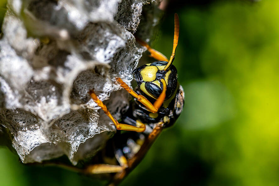 Natural wasp and hornet control remedies - was on nest