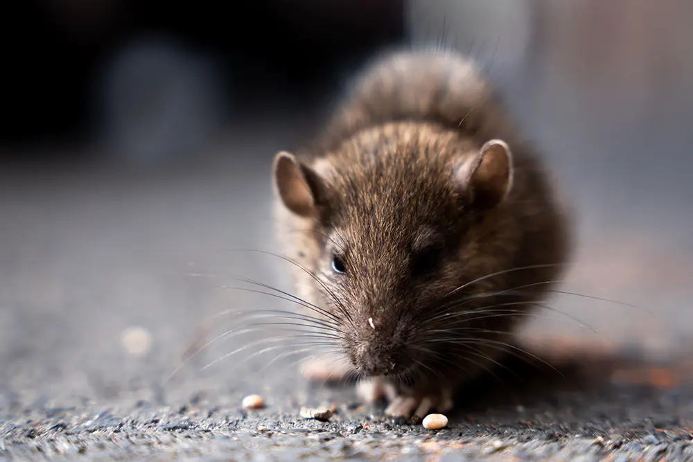 A close-up of a mouse with rodent control Colorado