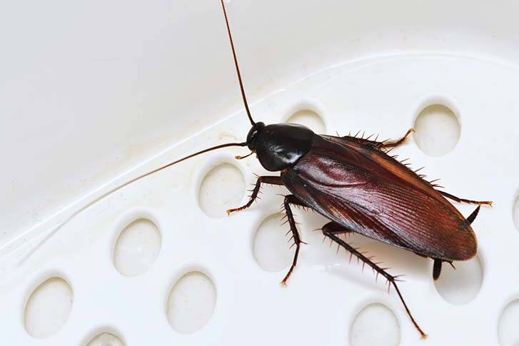 why one-time pest control doesn't work, especially with roaches