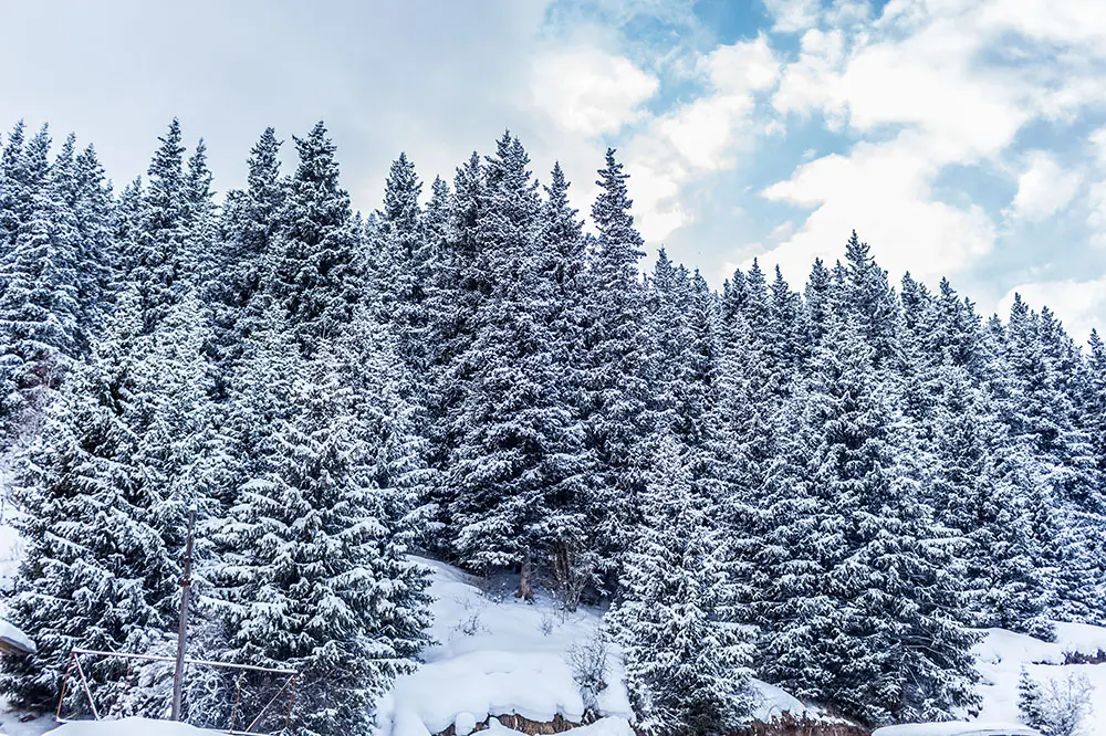 Colorado winter pest controll