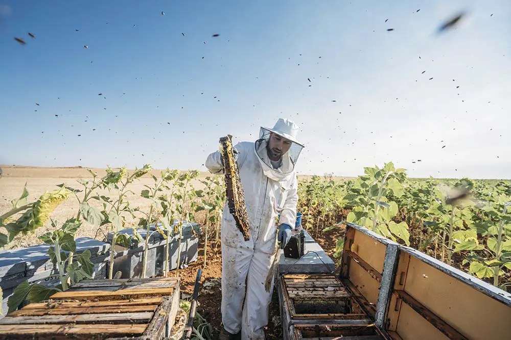 Beekeeper managing hives in Colorado, facing challenges from climate change and pests in Colorado affecting pollination and agriculture.