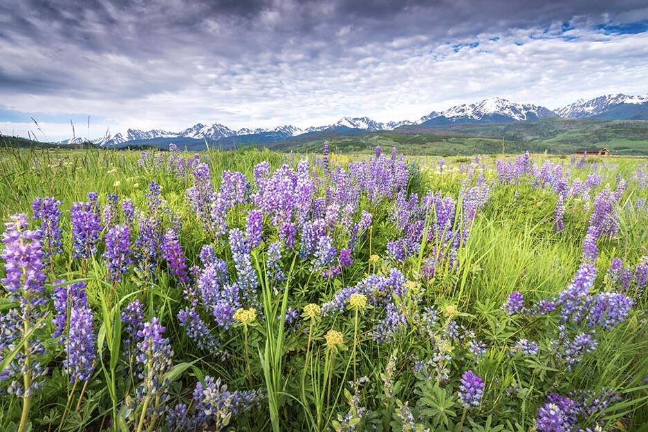 A vibrant field of wildflowers in Colorado with snow-capped mountains in the background, symbolizing the need for spring pest control Colorado.