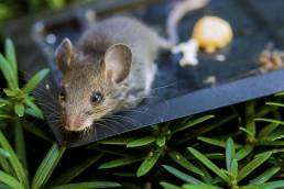 DIY Mouse Extermination: Why It’s Risky and Professional Help Is Better 1 mouse killed in a mouse clue tray trap uai