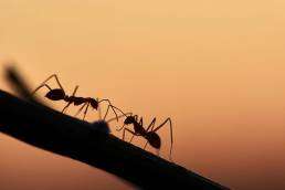 Spring Ant Invasions in Colorado: Prevention and Control Tips for Homeowners 2 A silhouette of ants against a sunset, showcasing their activity during spring ant invasions in Colorado.
