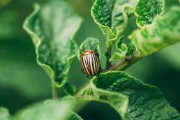 A close-up of a Colorado beetle on green leaves, representing common household pests in Colorado and the cost-effectiveness of professional pest control.