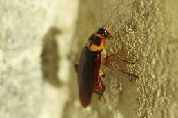 Close-up of an American cockroach on a wall, illustrating why DIY cockroach control doesn’t work in Denver and Johnstown.