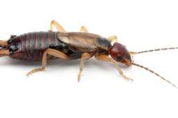 ear wig insect side view colorado uai