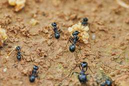 Ants foraging on the ground in Denver, contributing to early ant infestations in Denver homes.