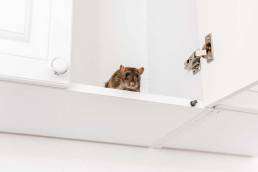 A rat peeking out from a white kitchen cabinet, showing why rodent exclusion is essential for preventing infestations.