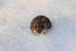 A small brown mouse burrowing in the snow, illustrating how winter rodent infestations in Colorado drive rodents to seek indoor shelter.