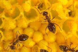 Ants foraging on a flower, a sign of increasing ant infestations in Colorado due to shifting climate conditions.