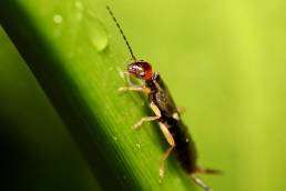earwigs in colorado climbing plant uai