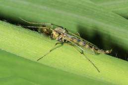 difference between midges and mosquitoes feathery antennae closeup colorado uai