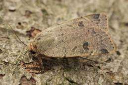 Close-up of a speckled tan moth from the 2025 miller moth migration resting on rough tree bark