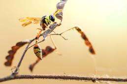 Why You Might Need an Exterminator in Englewood, CO This Spring – Wasps Are Back Early 1 Close-up of a paper wasp on a branch, illustrating behavior before exterminator treatment