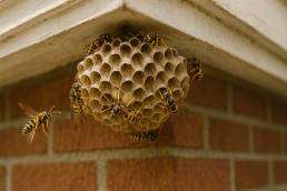 Wasp Nest Removal Denver: Why Professional Treatment Matters More Than Ever 1 Wasp nest removal Denver - yellow jacket nest under eave of brick home.